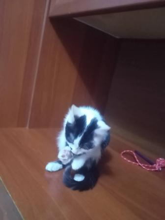 Отдам котенка 2 месяца девочка