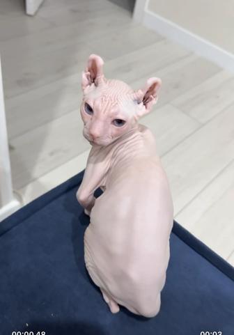 Продадим котенка сфинкса