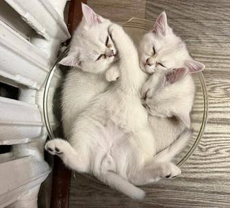 Котята серебристая шиншилла