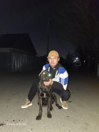 Сабака коникорс