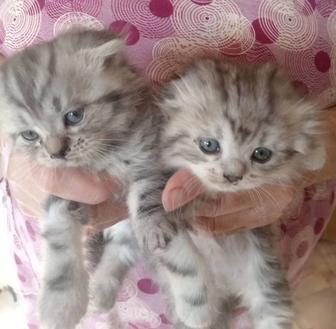 Шотландские котятки
