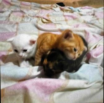Отдам котят