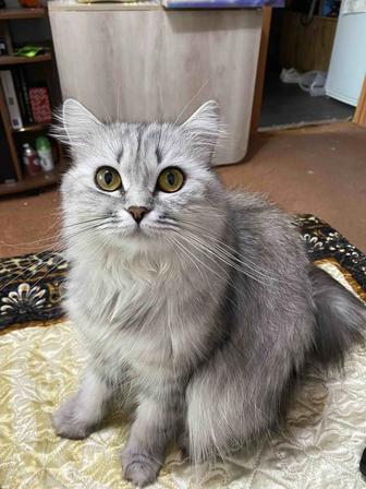 Кошка в добрые руки