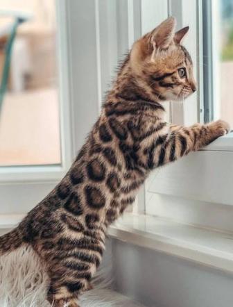 Котята бенгалы шикарного окраса