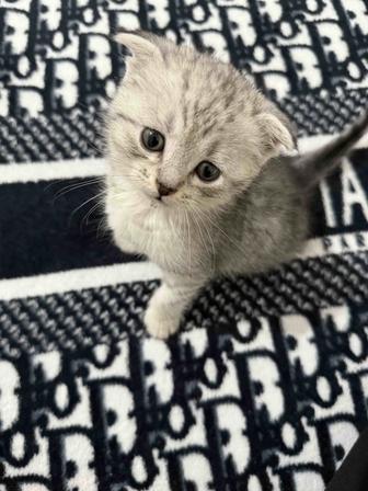 Кошки