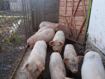 Поросята продаются