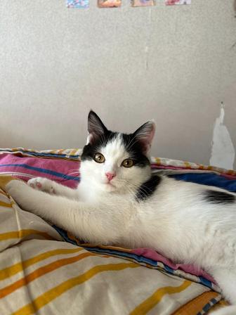 Передержка котов и кошек