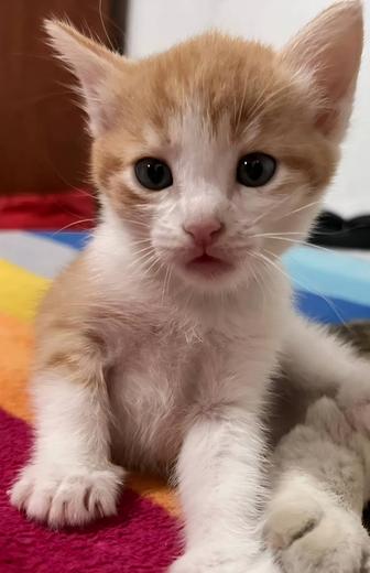 Отдам котенка
