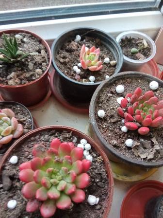 Суккуленты