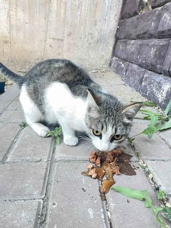 Кошку в добрые руки