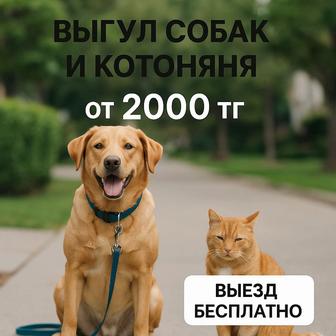 Котоняня, выгул собак