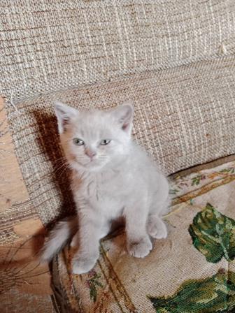 Кошки