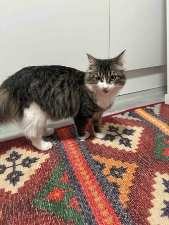 Отдам кошку