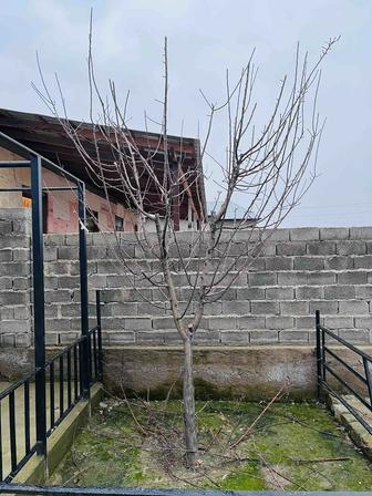 Обрезка плодовых деревьев