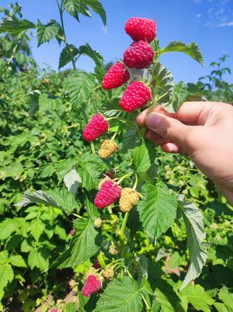 Саженцы малины Карамелька