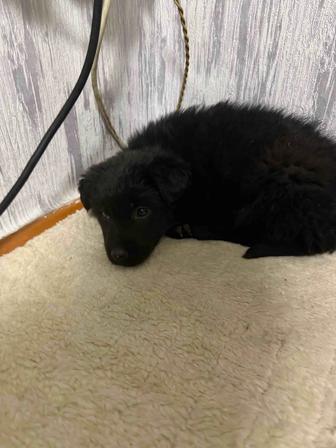 Отдам щенка 2 месяца метис овчарки и лабрадора