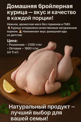 Домашняя курица