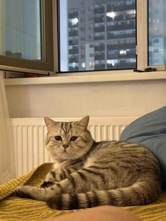 британский кот