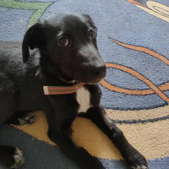 Щенок(девочка) ищет семью