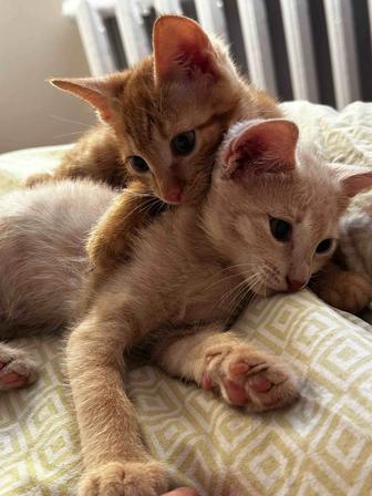 Отдам котят в добрые руки