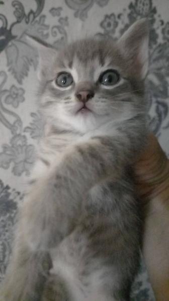Котенок мальчик . Отдам в хорошие руки