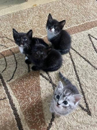 Отдам котят
