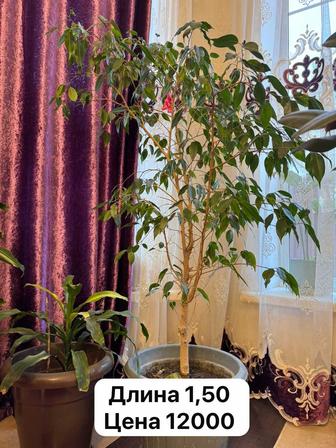 Продам домашние цветы