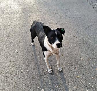 Собачка в добрые руки