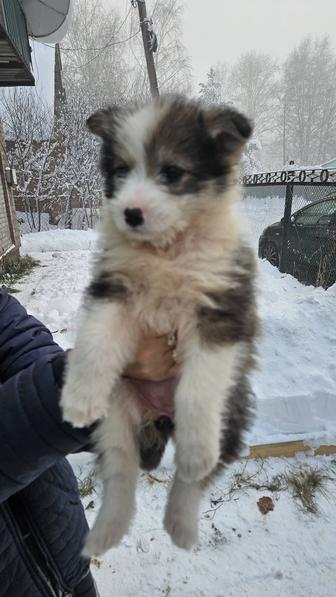 Отдам щенка