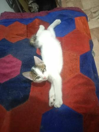 Отдам котят в добрые руки.