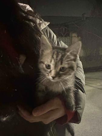 Котенок бесплатно