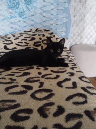 Котята в хорошие руки