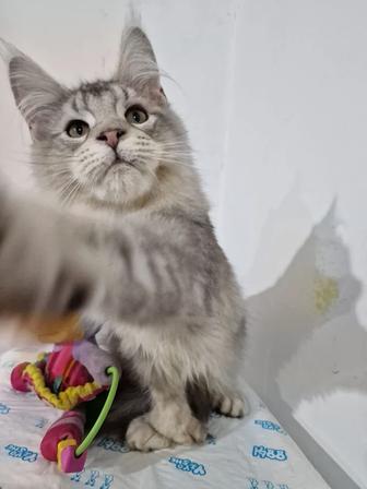 Супер Мейн -Кун