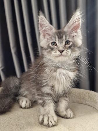 Мейн -Кун супер котик