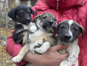 Щенков, ПРИВИТЫ, 1,5 мес, красивые, вырастут небольшие, отдам