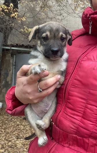 Щенков, ПРИВИТЫ, 1,5 мес, красивые, вырастут небольшие, отдам