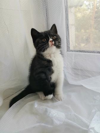Продам котенка-девочку