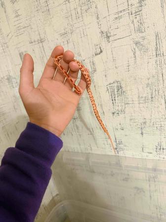 Маисовый полоз Алматы