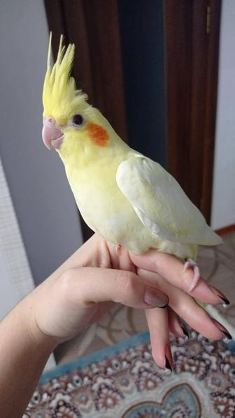 Продаются попугайчики кореллы