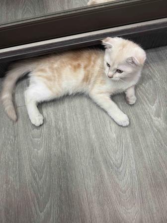 Вислоухий котенок. 2 мес. Девочка