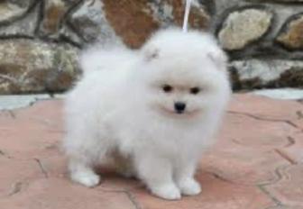 Щенок шпитца