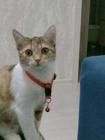 Отдам котёнка даром