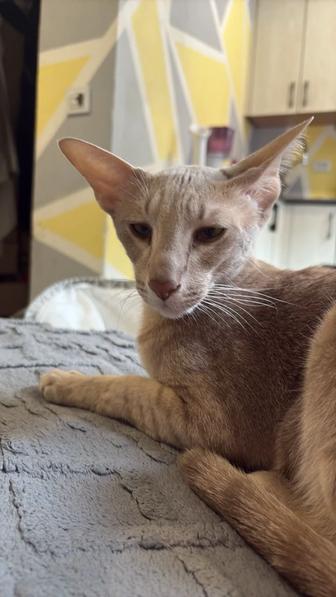 Отдам в добрые руки кота 1 год породы Ориентал