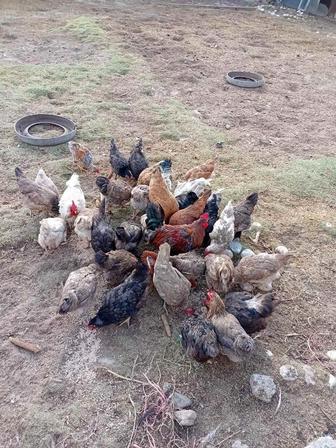 Продам несущих кур и петухов