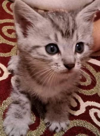 Котята сладкие игривые к лотку приучены 2 месяца девочка и мальчик