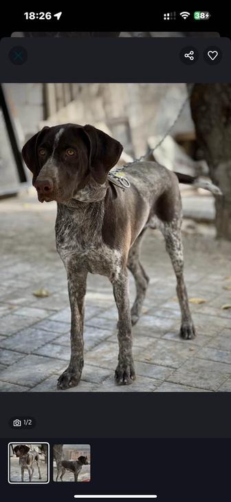 Продам собак