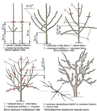 Обрезка плодовых деревьев
