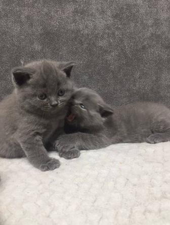 Британский котенок