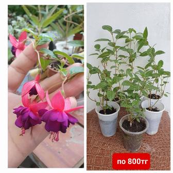 Фуксия, укорененные черенки фуксии