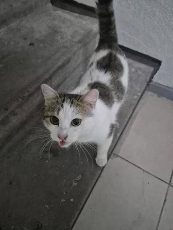 Срочно !!!Котик в добрые руки